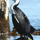Cormoran impérial
