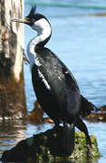 Imperial Shag