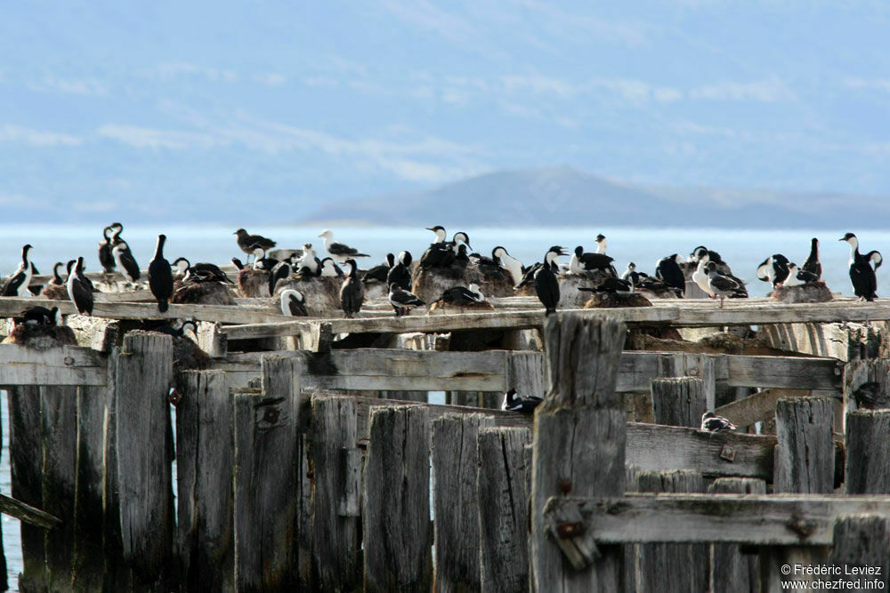 Imperial Shag