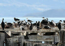 Imperial Shag