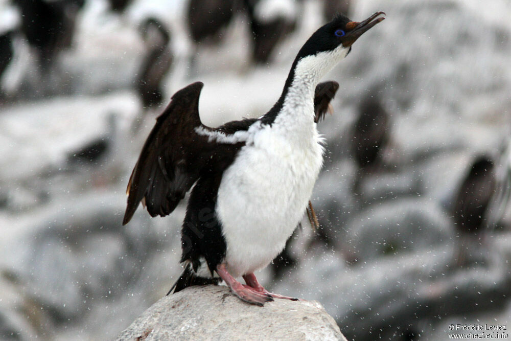 Cormoran impérialadulte