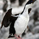 Cormoran impérial