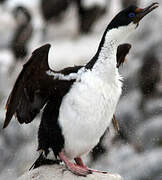 Imperial Shag