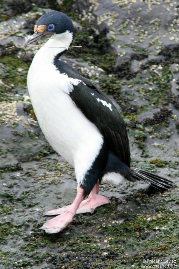 Cormoran impérialadulte