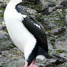Cormoran impérial