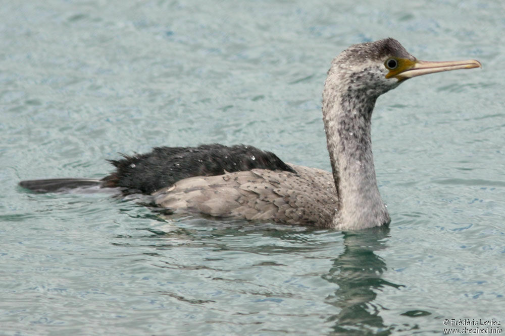 Cormoran mouchetéimmature, identification