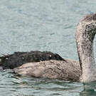 Cormoran moucheté