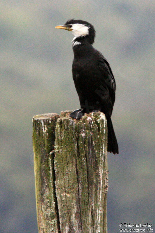 Little Pied Cormorantadult, identification