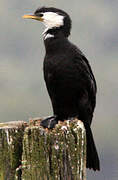 Little Pied Cormorant