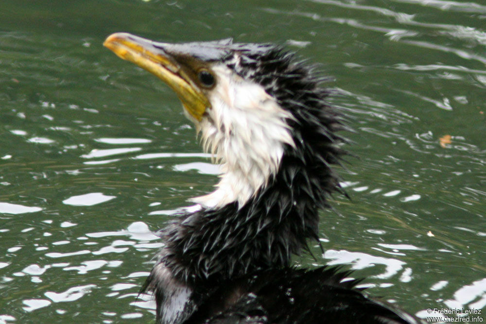 Little Pied Cormorantadult, identification