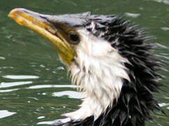 Little Pied Cormorant