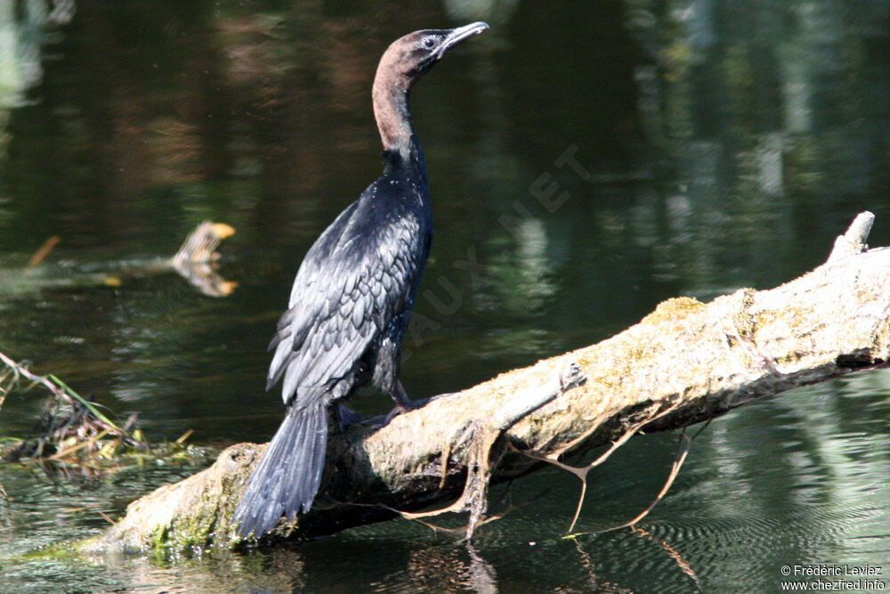 Cormoran pygméeadulte nuptial, identification