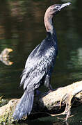 Pygmy Cormorant