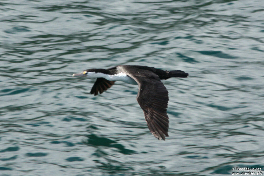 Australian Pied Cormorantadult, Flight