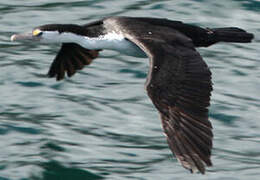 Australian Pied Cormorant