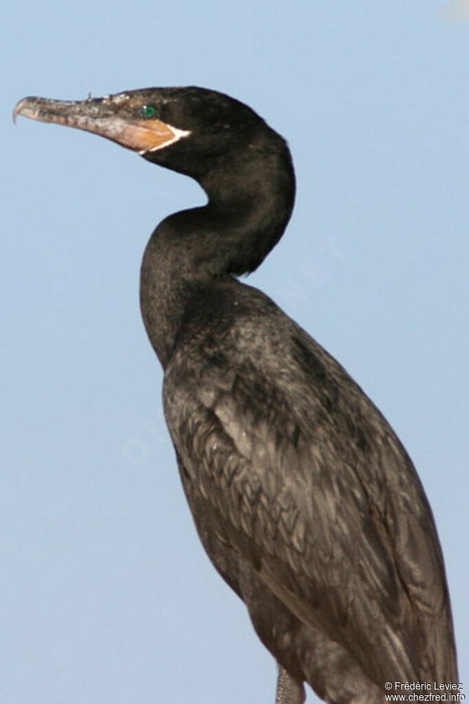 Neotropic Cormorantadult