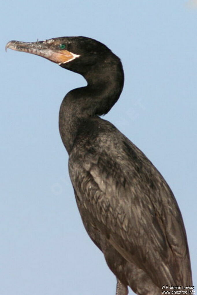 Cormoran viguaadulte