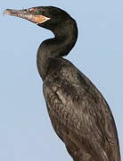 Neotropic Cormorant