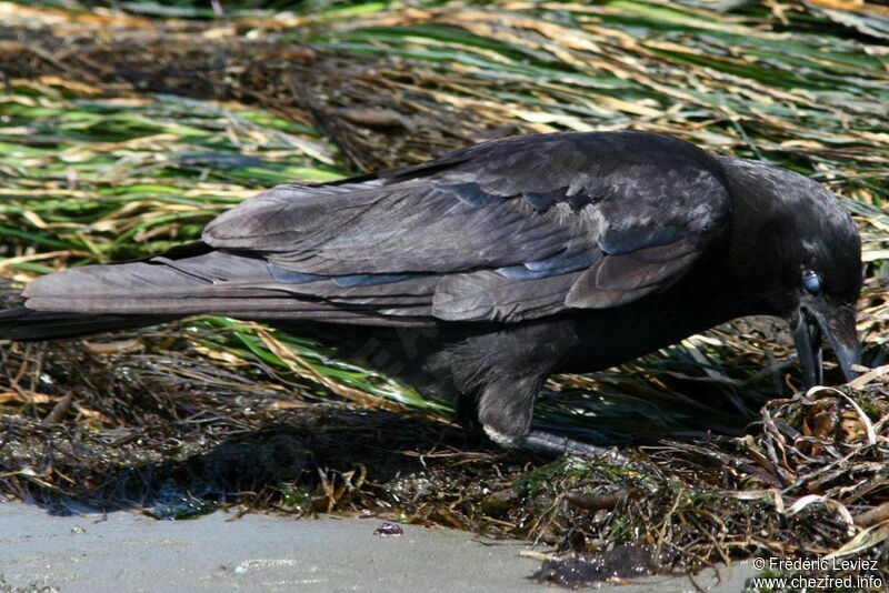 American Crow (caurinus)adult, identification