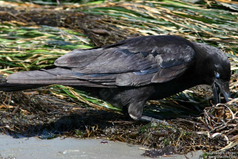 Northwestern Crowadult, identification