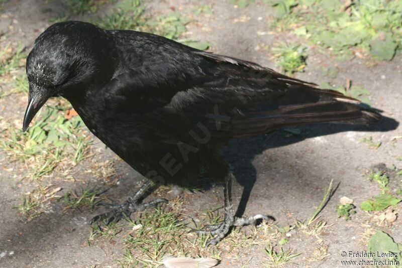 American Crow (caurinus)adult