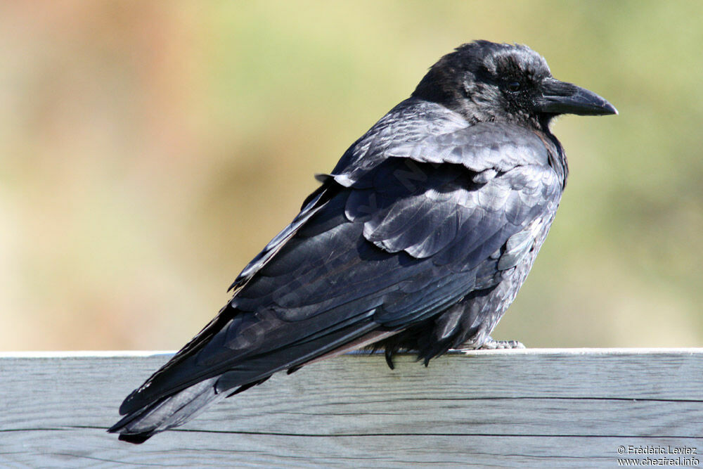 American Crowadult, identification