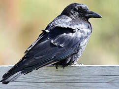 American Crow