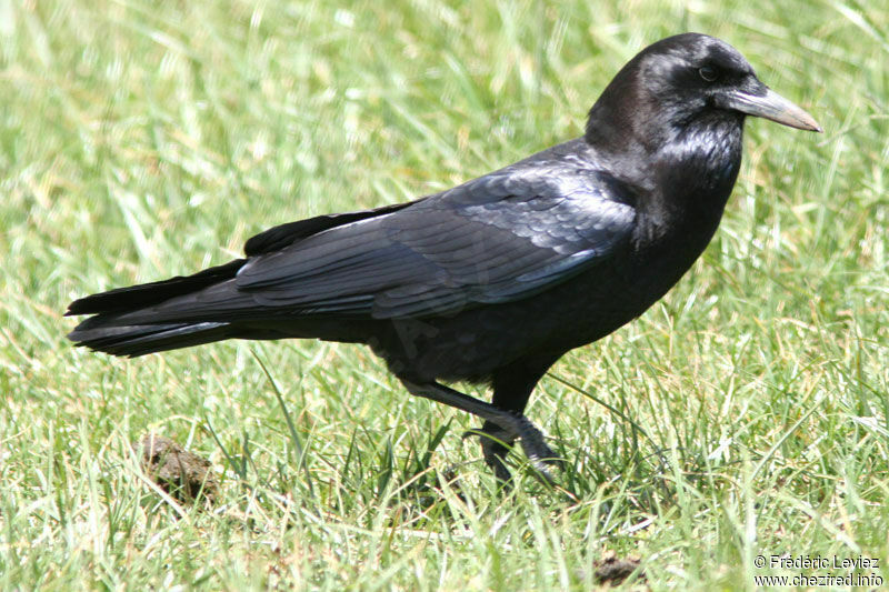 Cape Crowadult