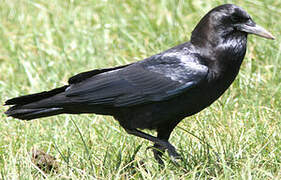 Cape Crow