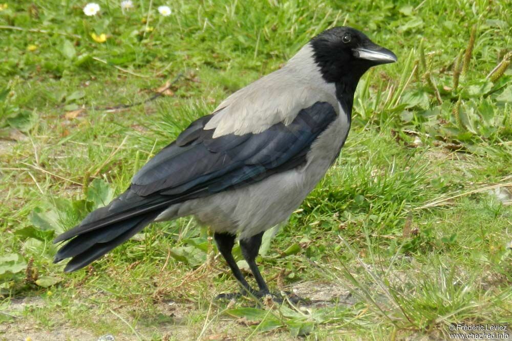 Corneille manteléeadulte, identification