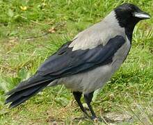 Hooded Crow