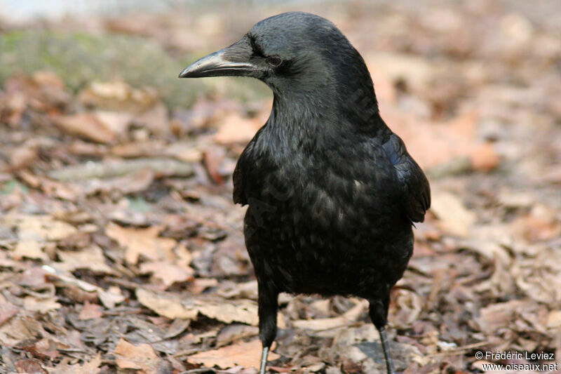 Carrion Crow