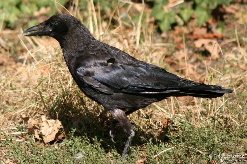 Carrion Crowadult