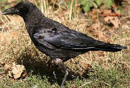 Carrion Crow