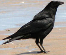 Carrion Crow