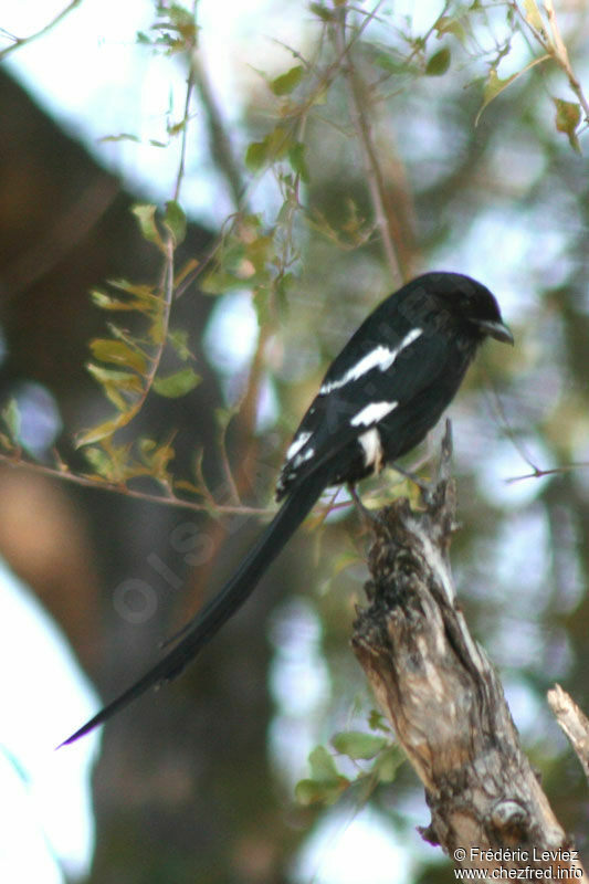 Corvinelle noir et blancadulte