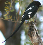 Magpie Shrike