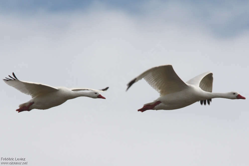 Coscoroba Swanadult, Flight