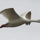 Coscoroba blanc
