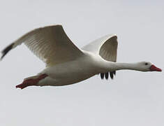 Coscoroba Swan