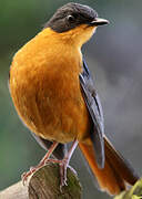 Chorister Robin-Chat