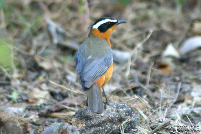 White-browed Robin-Chatadult
