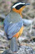 White-browed Robin-Chat