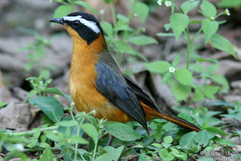 Rüppell's Robin-Chatadult