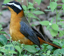 Rüppell's Robin-Chat