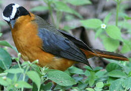 Rüppell's Robin-Chat