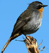 Cape Robin-Chat