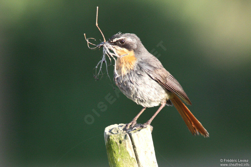 Cape Robin-Chatadult, identification