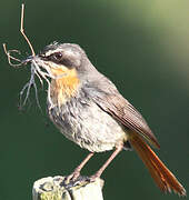 Cape Robin-Chat