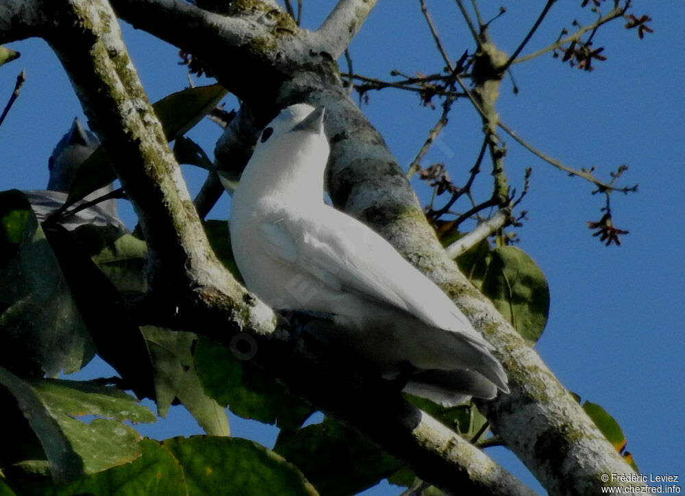 Cotinga neigeuxadulte, identification